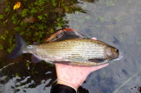 Picture: /blog-files/blog/w288/grayling-colours.jpg