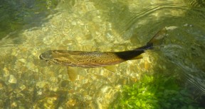 Picture: /blog-files/blog/w288/wild-brown-trout.jpg
