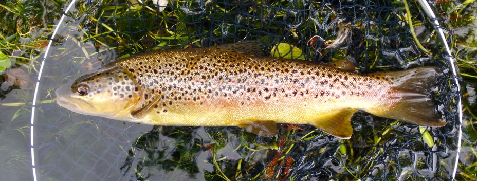 Wild Brown Trout from Bourne Rivulet