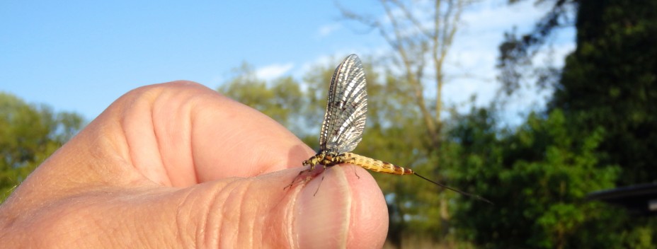 Mayfly dun from the River Test