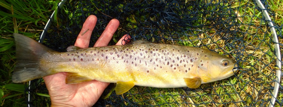Wild brown trout from the middle Test